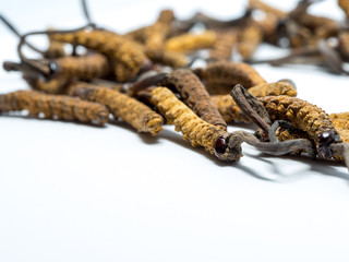 close up Ophiocordyceps sinensis (CHONG CAO, DONG CHONG XIA CAO) or mushroom cordyceps this is a herbs. Medicinal properties in the treatment of diseases.