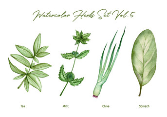 Watercolor herbs set volume 5. Illustration in high resolution.