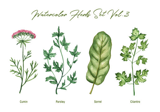 Watercolor herbs set volume 3. Illustration in high resolution.