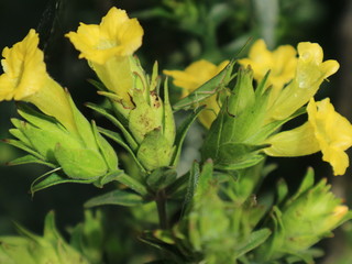 pink red  yellow roses in house garden - Gartenrosen im Hausgarten