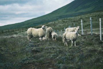 Fototapeta premium Icelandic sheep are grazing in the green Meadow in Iceland