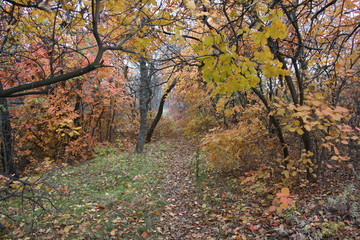 Fototapeta premium Path in colorful autumn park.