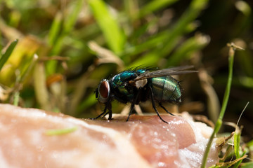 Green Bottle fly feeding on rotting meat