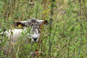 A sheep in a field hiding behind the nettles in long grass.