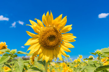 Sunflower field landscape with blue sky background.