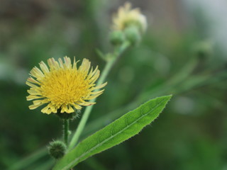pink red roses in house garden - Gartenrosen im Hausgarten