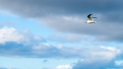 Fototapeta na wymiar Flying seagul in cloudy blue sky
