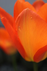 Tulpe mit Wassertropfen