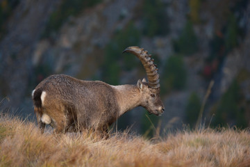 stambecco (Capra ibex) - ritratto
