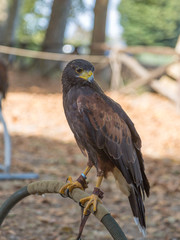 Brown Falcon:  the fastest animals in the world