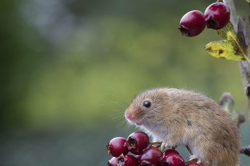 harvest mouse, mice close up portrait with blurred background on thistle, corn, berry and sloes