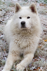 samoyede looking away