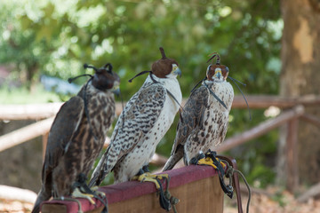 Brown and White  Falcons in Line with Leather Hooded