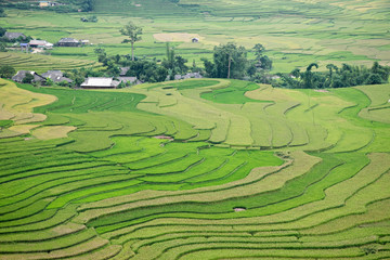 Obraz premium Mu Cang Chai Sapa, Vietnam