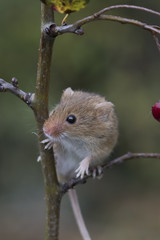 harvest mouse, mice close up portrait with blurred background on thistle, corn, berry and sloes