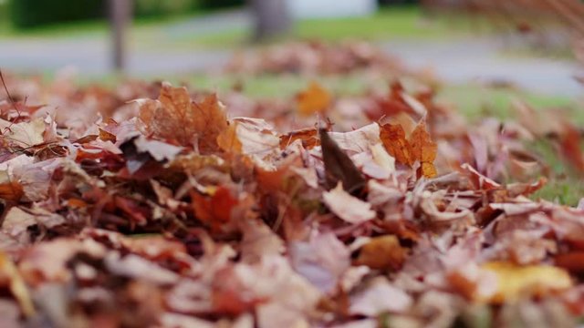 Raking Leaves Low Angle Move Left. a low angle view of a raking up leaves into a pile as the view moves from right to left