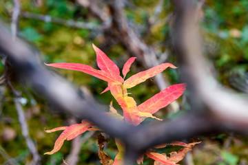 Red in nature