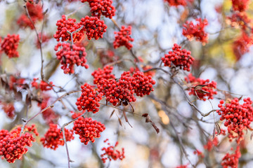 Red in nature