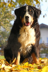 Bernse mountain dog