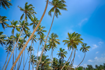 Fototapeta na wymiar tall palm trees against the sky with the sun