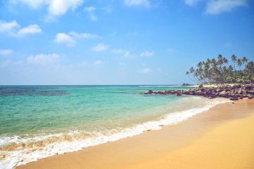 nice landscape with the ocean and palm trees