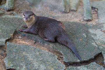 Asian small clawed otter in the zoo
