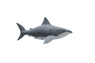 Obraz premium Requin Blanc de profil