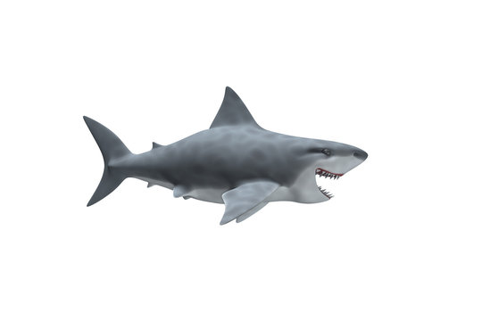 Requin Blanc de profil gueule ouverte