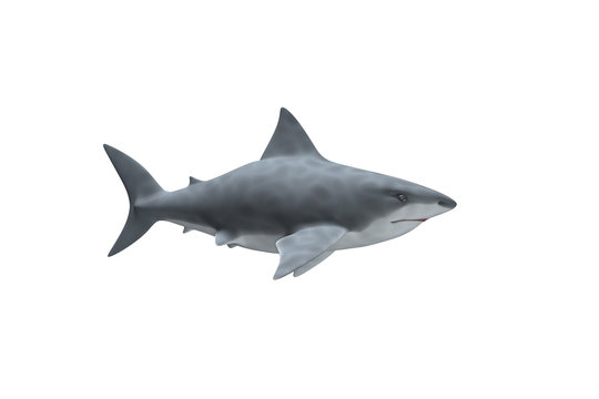 Requin Blanc de profil