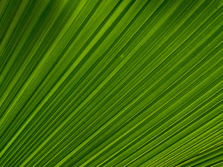 texture of palm leaves for background