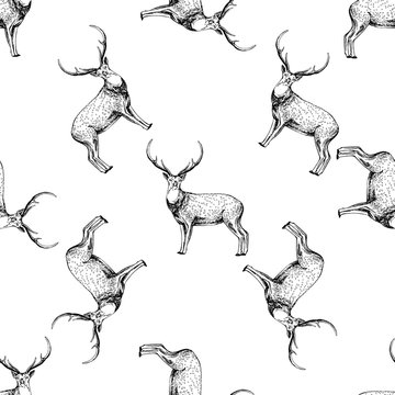 Seamless pattern of hand drawn sketch style deer. Vector illustration isolated on white background.