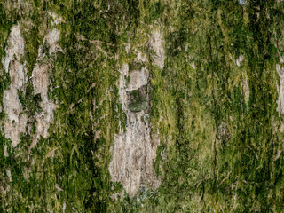 The bark of the tree
