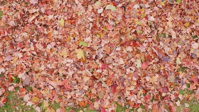 Leaves Overhead On Grass Lowering Down On Pile. View Is Wide Overhead And Moves Toward A Bunch Of Fallen Leaves On Grass In A Yard