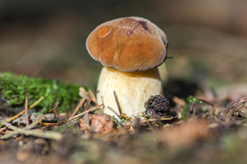 Boletus badius common brown edible bay bolete, poored mushroom in forest