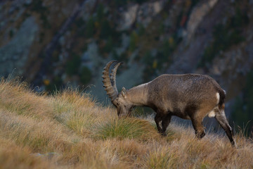 stambecco (Capra ibex) - ritratto al pascolo