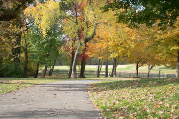 Naklejka premium The close we are to the end, the clear we can see the beauty of Autumn will reveal