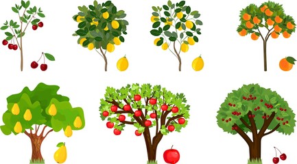 Set of different fruit trees with ripe fruits on white background