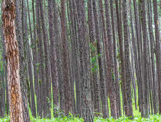 Green pine forest, Forest Unseen Thailand ,name is Suan son bor Kaew or Pine Bokeo  in Chiang Mai distric, Thailand