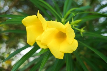 yellow Cascabela thevetia flower in nature garden