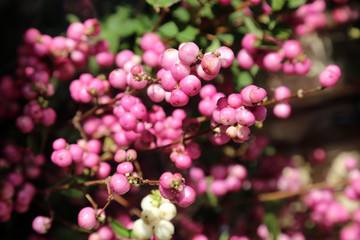 Pink round berries background.