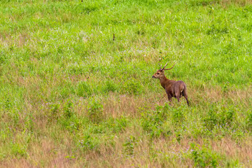 Hog deer (Hyelaphus porcinus)  stand alone on green grass at Phu Khieo Wildlife Sanctuary.Chaiyaphum Province,Thailand.