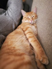 Ginger cat