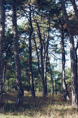 Dadia forest national park, protected resource in Greece.