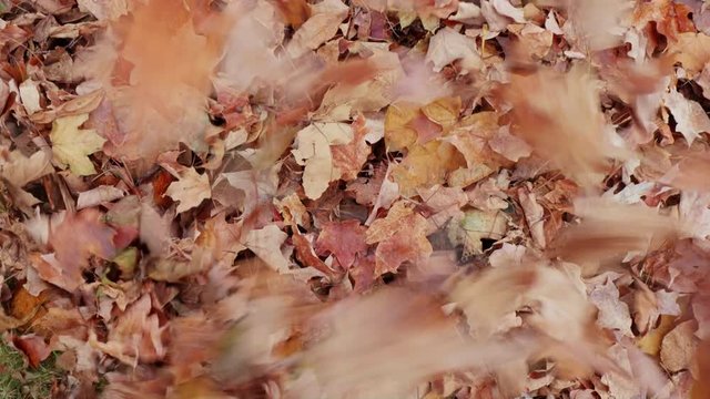 Lady Uses Leaf Blower Rise Overhead. a rising overhead view of a wide angle pile of leaves as a woman uses a leaf blower to move the leaves from the left to the right