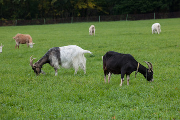 Fototapeta premium Ziegen