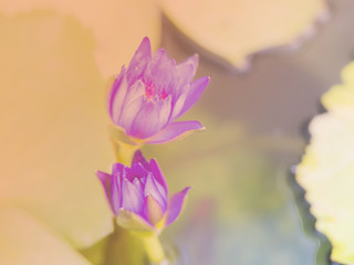 Beautiful violet lotus blooming on blurred background pond