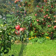 Rote Äpfel hängen reif am Apfelbaum © alisseja