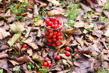 Crataegus laevigata, midland or English hawthorn or mayflower ripe berries at autumn.