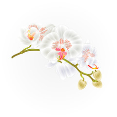 Naklejka na ściany i meble Stem orchids flowers white Phalaenopsis tropical plant vintage vector botanical illustration for design hand draw