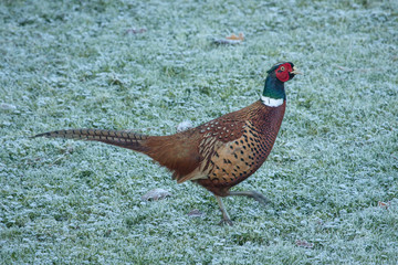 Pheasant strutting on frosty grass